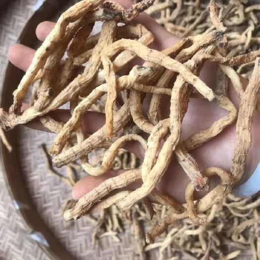 龙陵县小玉竹云南小玉竹小玉竹云南小玉竹批发