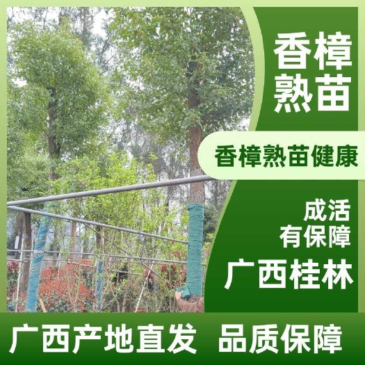 兴安县香樟，熟苗，健康，成活有保障，广西桂林直发