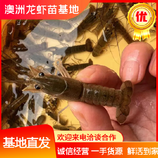 临高县澳洲淡水龙虾苗 孵化育苗基地直发 提供技术指导，空运当天到货