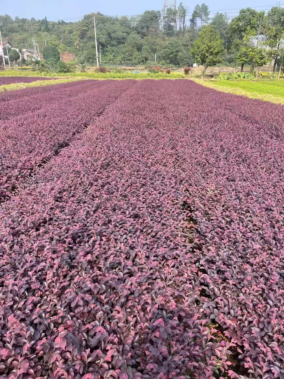红花继木树苗绿化苗庭院小灌木四季常青石楠绿篱工程苗绿化植物