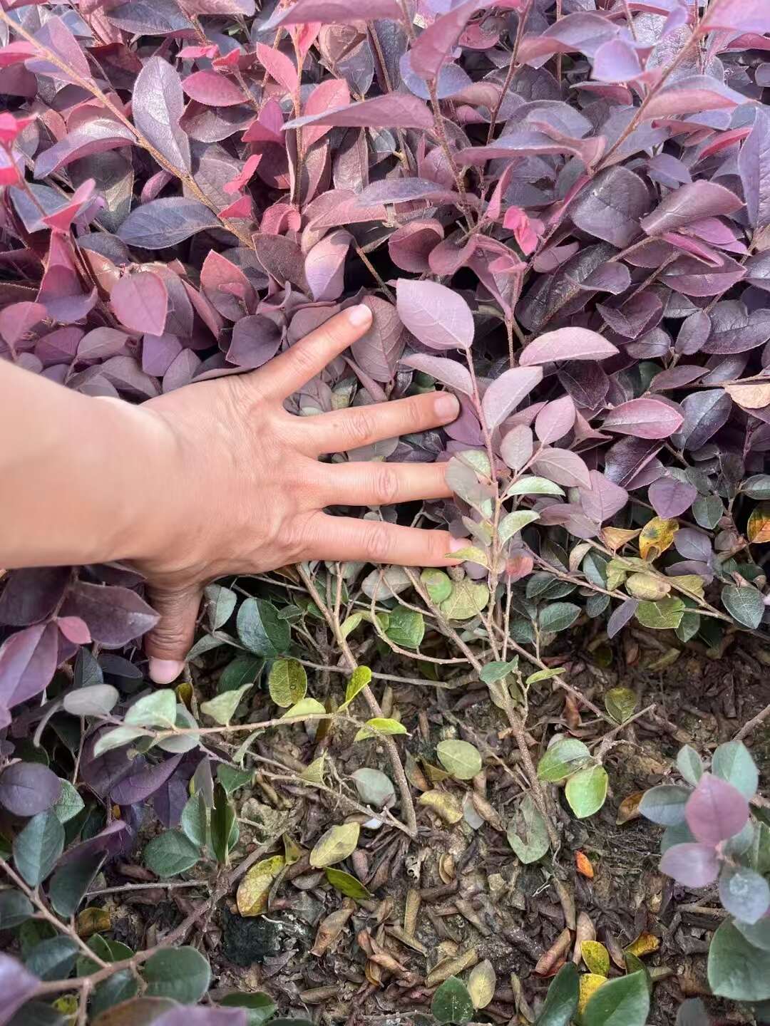 红花继木树苗绿化苗庭院小灌木四季常青石楠绿篱工程苗绿化植物