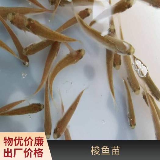 利津县鲚鱼苗价格 产地批发  肉质鲜嫩 骨刺少 技术支持