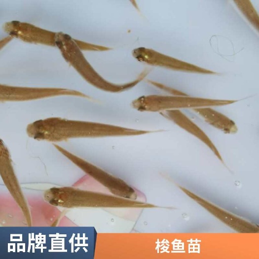 利津县淡水梭鱼苗价格 肉质鲜嫩 骨刺少 空运全国