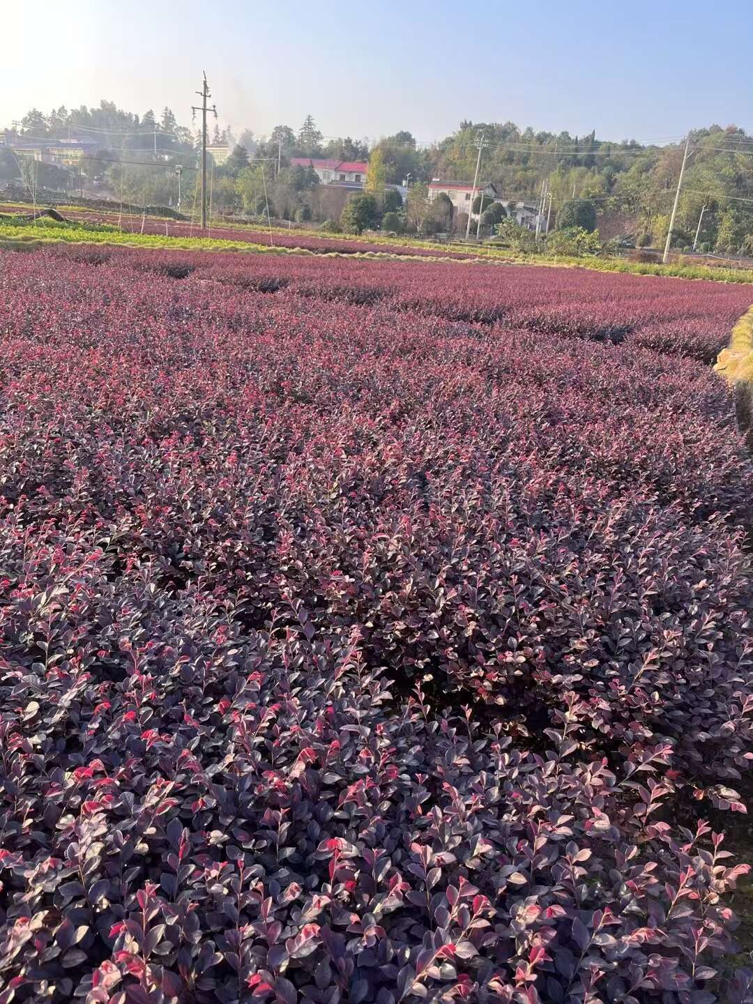 红花继木树苗绿化苗庭院小灌木四季常青石楠绿篱工程苗绿化植物