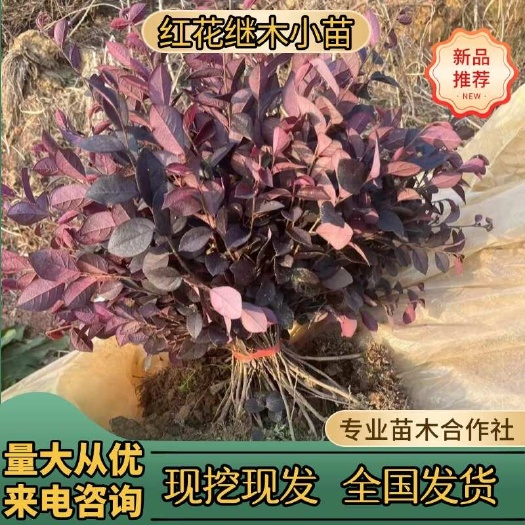 红花继木树苗绿化苗庭院小灌木四季常青石楠绿篱工程苗绿化植物