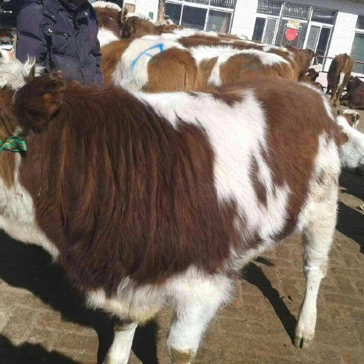 辽源吉林提供优质肉牛 活畜运输包活 包括疫苗与技术指导 检疫合格
