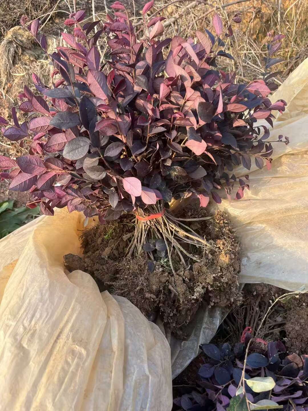 红花继木树苗绿化苗庭院小灌木四季常青石楠绿篱工程苗绿化植物