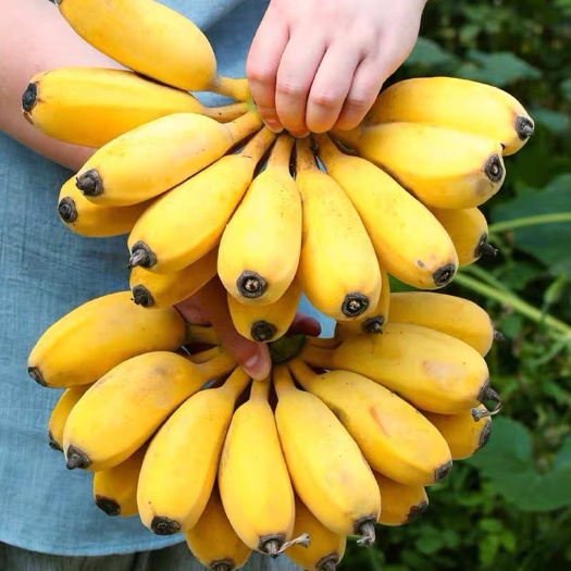 广西小米蕉芭蕉香焦甜苹果蕉Banana香蕉新鲜10斤自然熟