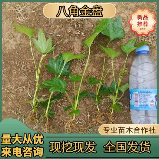 浏阳市八角金盘大盆栽树苗四季常青绿植好养植物水培花卉净化空气