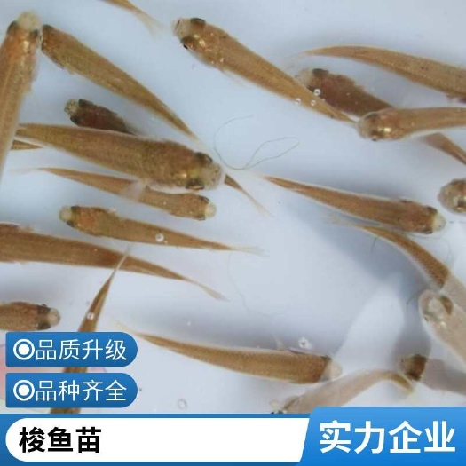 红眼支鱼苗价格 肉质鲜嫩骨刺少 技术支持 可开发票