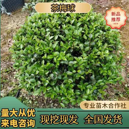 浏阳市茶梅球树苗茶梅花苗庭院阳台室内外耐寒花卉茶梅盆栽老桩茶梅