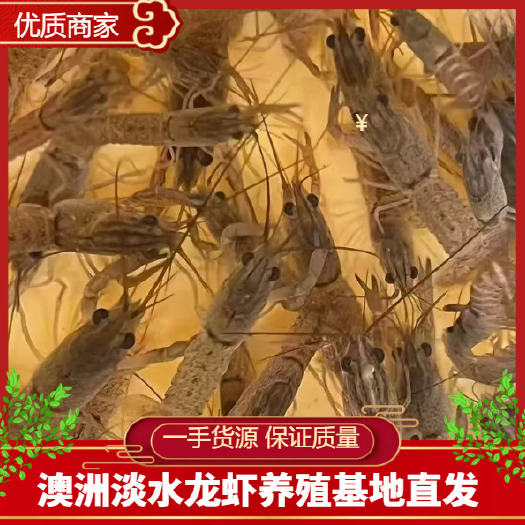 临高县淡水龙虾苗 蓝龙虾苗澳洲淡水蓝龙虾苗澳龙苗 海南养殖基地直发