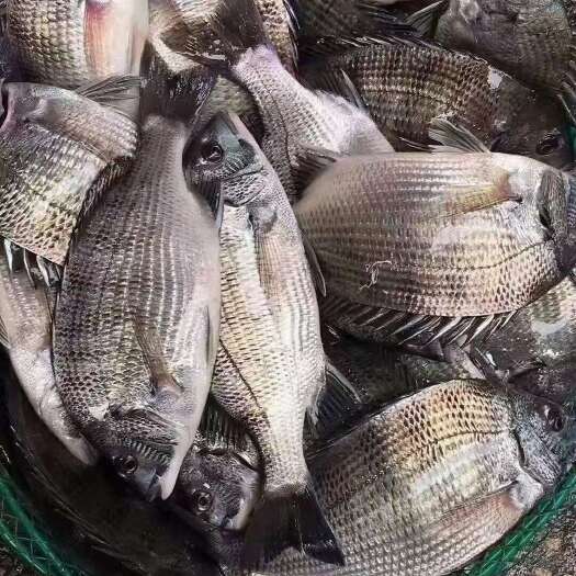 利津县海富鱼苗产地批发 成活率高 可提供技术支持