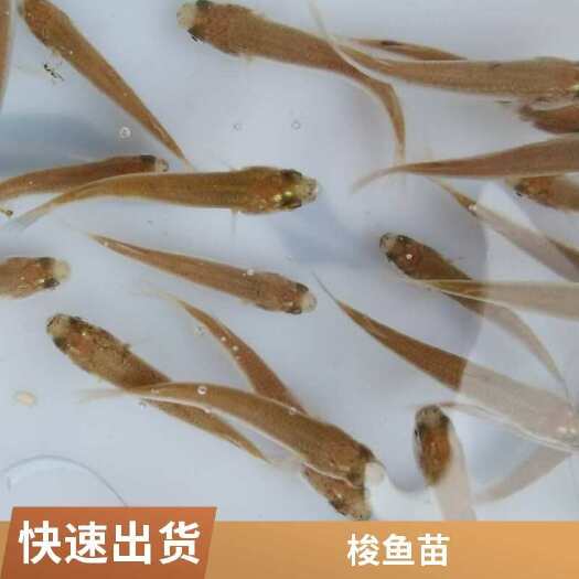 梭鱼苗价格 成活率高 生长速度 肉质鲜嫩 技术支持