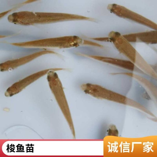 利津县尖头苗价格 成活率高 肉质鲜嫩 全国发货