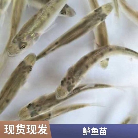 淡水鲈鱼苗价格 成活率高 生长速度快 技术支持 全国发货