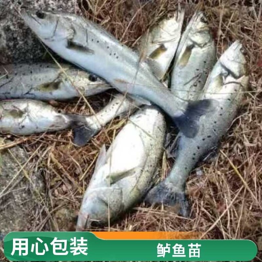 利津县白蕉鲈鱼苗价格 成活率高 生长速度快 支持空运