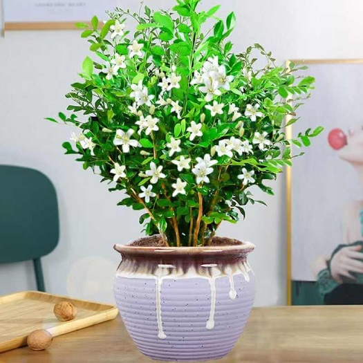 九里香盆栽盆景办公室内客厅四季观赏花卉绿植水养土养驱蚊绿植