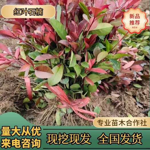浏阳市红叶石楠树苗火焰石楠小苗庭院大型耐寒四季常青篱笆墙红叶石楠