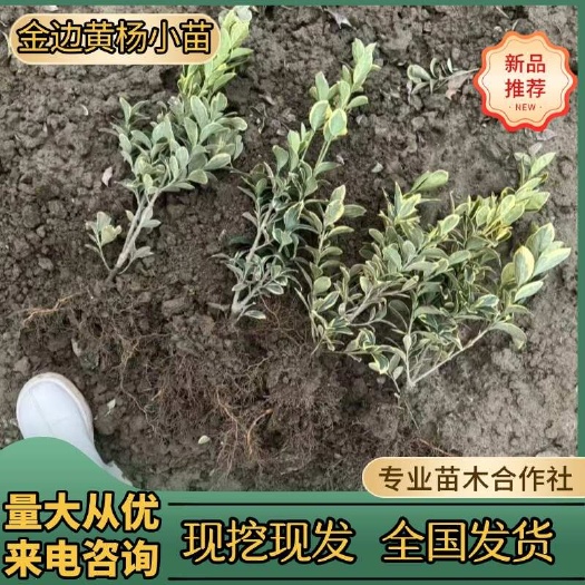 浏阳市黄杨树苗小叶瓜子黄杨苗绿化苗庭院绿篱树苗四季常青金边黄杨小苗