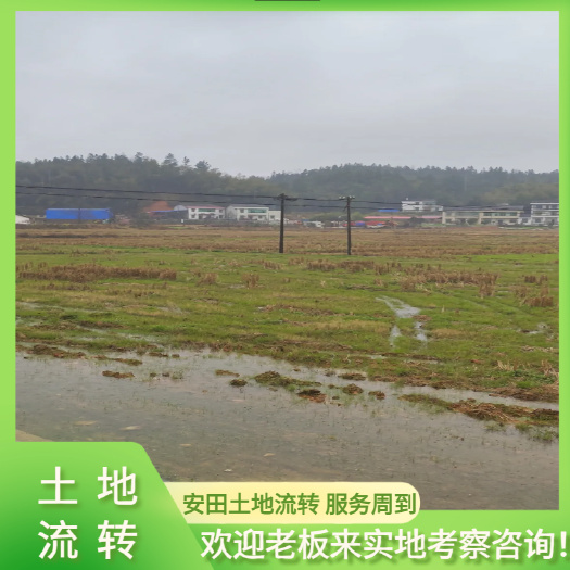 水稻田800亩，服务周到，诚信合作