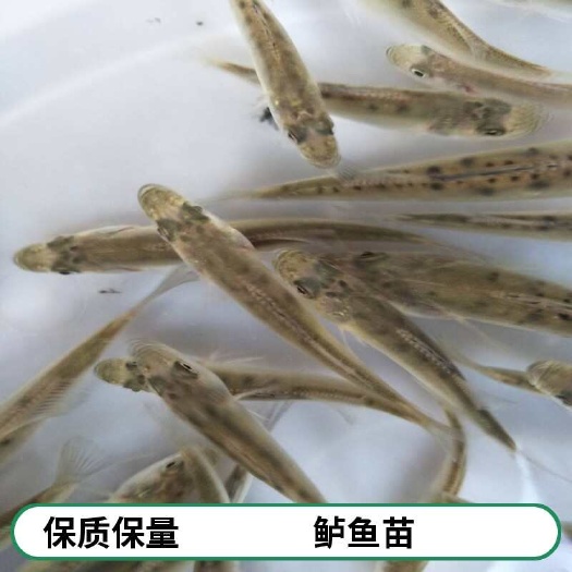 利津县花鲈苗价格  肉质鲜嫩  经济价值高 支持空运