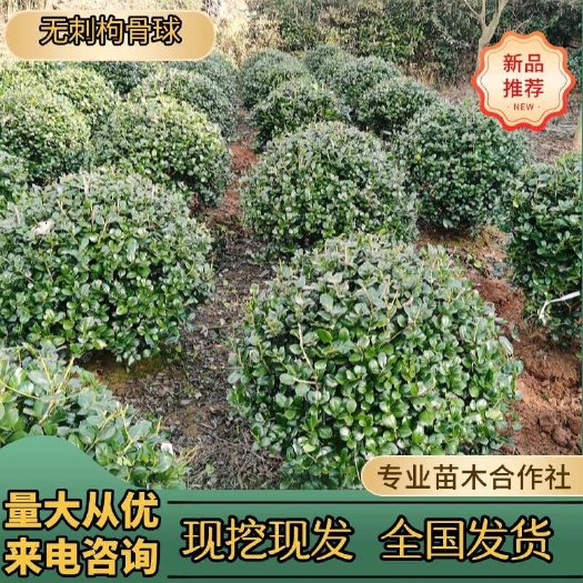 浏阳市无刺枸骨树苗构骨球鸿运果树苗四季常青北方庭院花卉耐寒绿化苗木