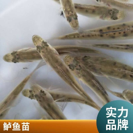 利津县七星鲈鱼苗价格  成活率高 生长速度快 全国发货
