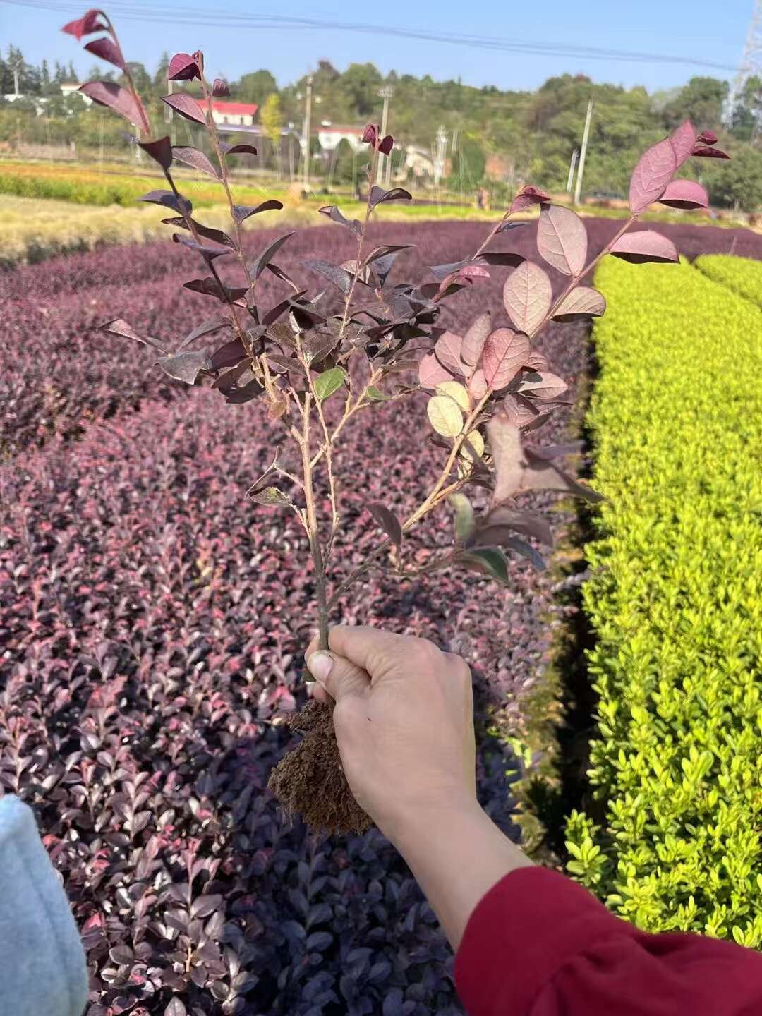 红花继木树苗绿化苗庭院小灌木四季常青石楠绿篱工程苗绿化植物