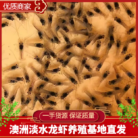 澳洲淡水龙虾苗 蓝龙虾 虾苗大量有货 量大价优