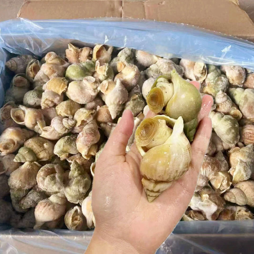 上海20斤翡翠螺绿螺冷冻海螺大螺肉自助餐料理烧烤食材