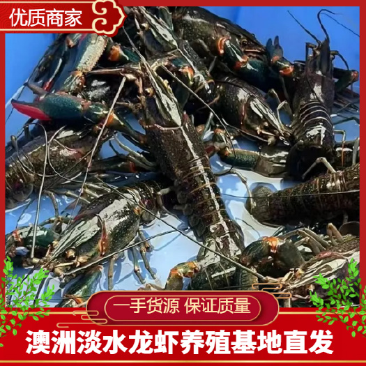 临高县澳洲淡水龙虾  蓝龙虾 澳龙 基地直发 全国空运