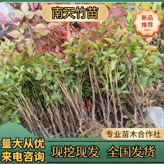 火焰南天竹树苗庭院花卉植物绿化苗木红天竹观叶盆栽耐寒四季好养
