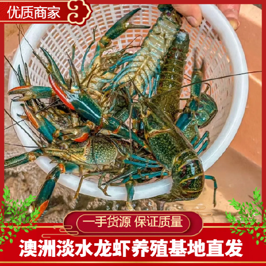 澳洲淡水龙虾苗 蓝龙虾 澳龙 鲜活直达