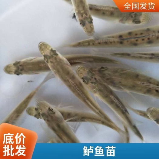 利津县鲈鱼苗价格 产地直发 技术支持 空运全国