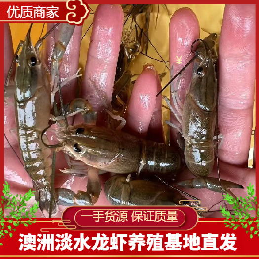临高县澳洲淡水龙虾苗 蓝龙虾苗 澳虾苗一手货源 保证质量