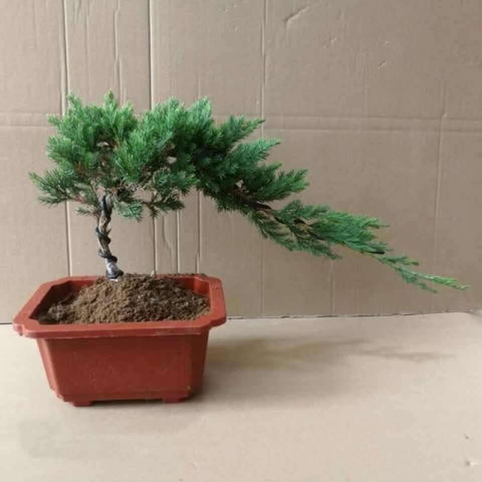 地柏迎客松盆景盆栽造型树苗素材苗庭院室内花卉植物老桩苗悬崖松