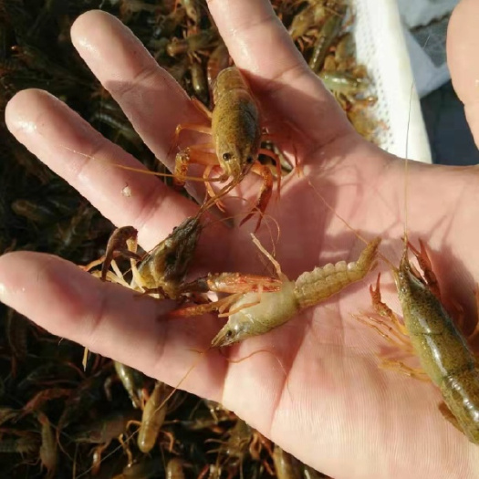 潜江市湖北潜江产地直发，小龙虾苗，存活率百分之98，
