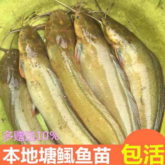 本地塘鲺鱼苗皇妃1号鱼苗耐活三黄塘鲺苗塘角鱼
