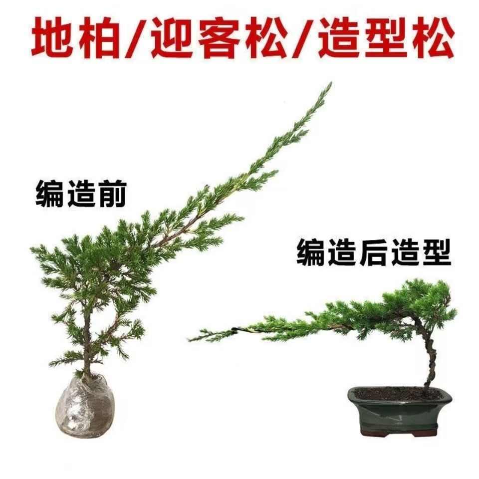 地柏迎客松盆景盆栽造型树苗素材苗庭院室内花卉植物老桩苗悬崖松