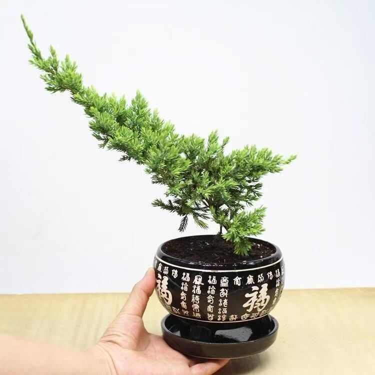 地柏迎客松盆景盆栽造型树苗素材苗庭院室内花卉植物老桩苗悬崖松