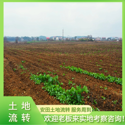 衡阳500多亩，有补贴，水电路三通服务周到