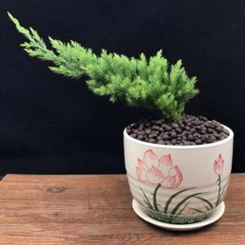 地柏迎客松盆景盆栽造型树苗素材苗庭院室内花卉植物老桩苗悬崖松