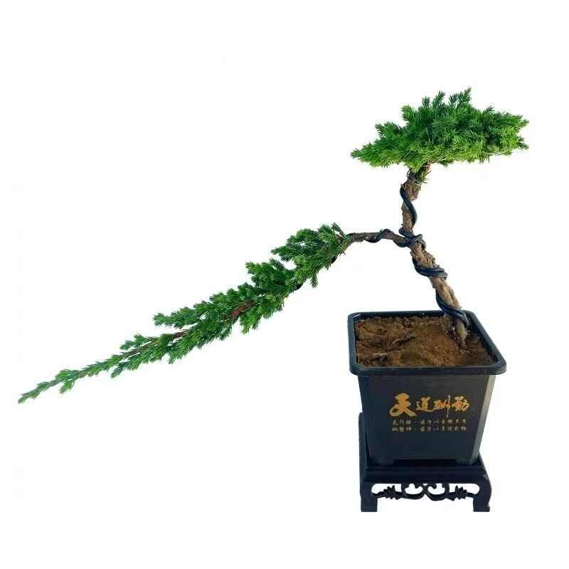 地柏迎客松盆景盆栽造型树苗素材苗庭院室内花卉植物老桩苗悬崖松