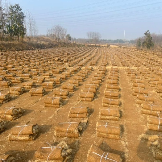 滁州马尼拉，百慕大，混播草卷