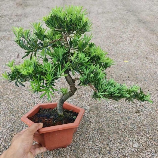 罗汉松老桩客厅庭院盆景室外阳台盆栽四季常青造型绿植耐寒