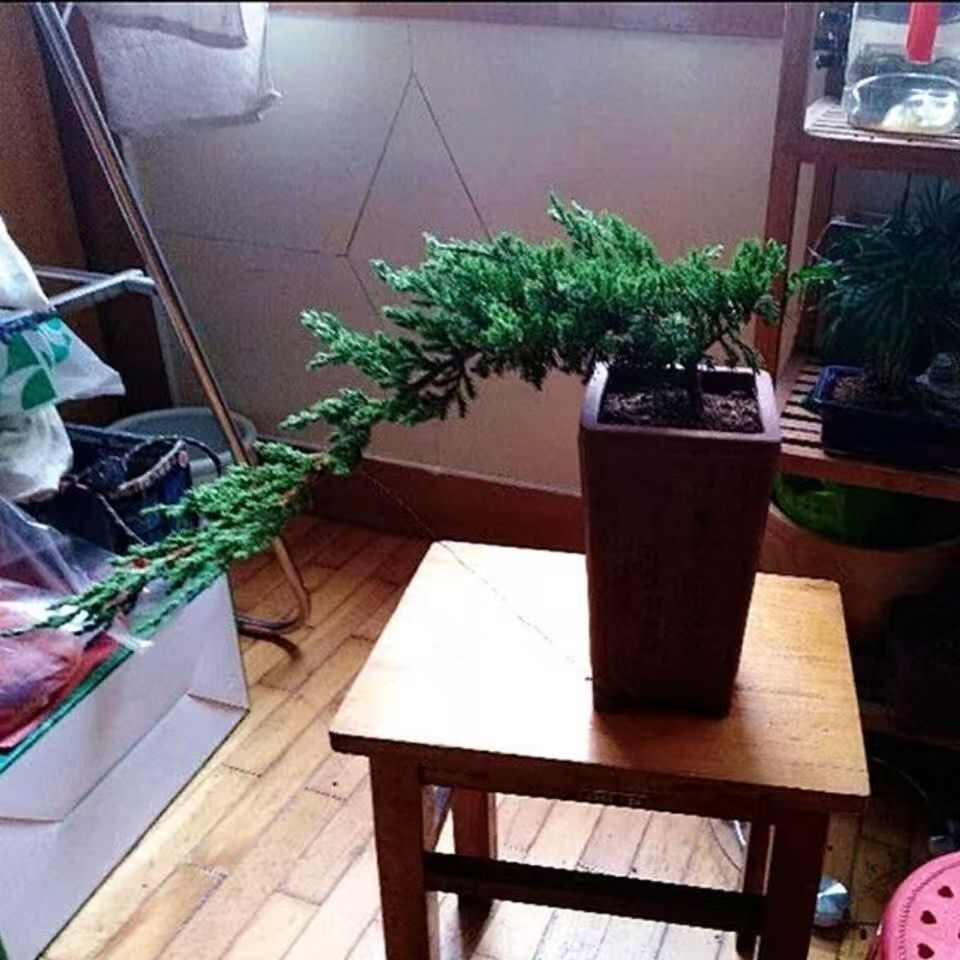 地柏迎客松盆景盆栽造型树苗素材苗庭院室内花卉植物老桩苗悬崖松
