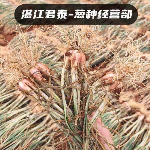 徐闻县小香葱徐闻白铁杆葱头葱种香葱种子高苗小香葱批发产地直发