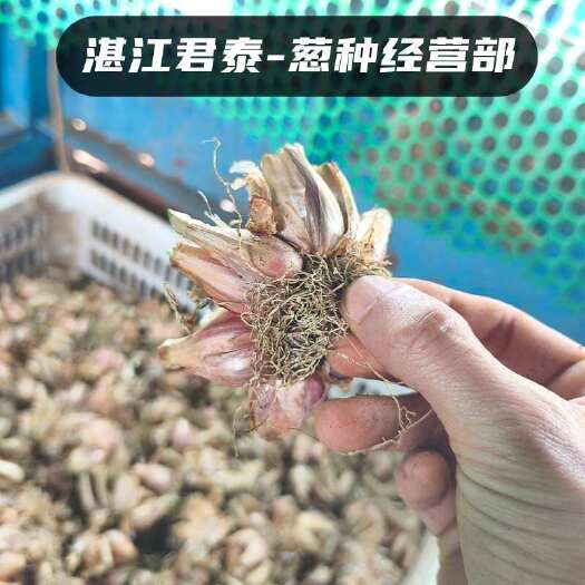 徐闻县徐闻白铁杆葱种葱头香葱种子高苗小香葱批发产地直发