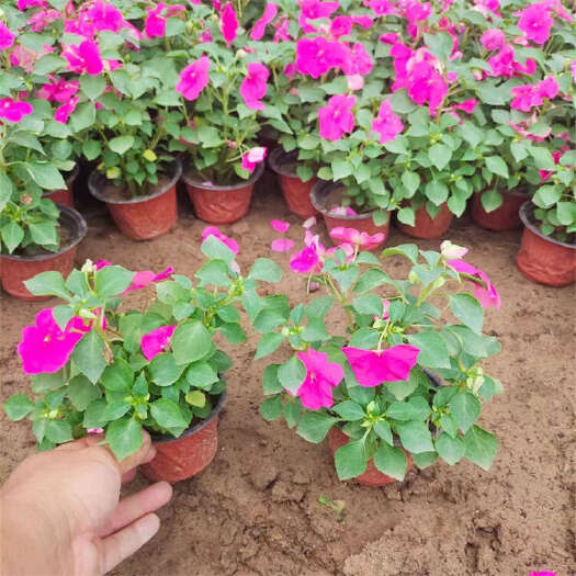 青州市凤仙花 非洲凤仙 凤仙